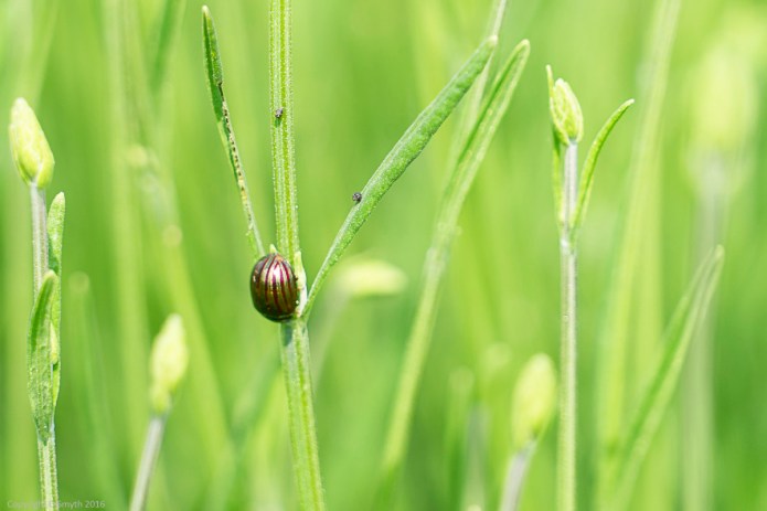 a1_20160608_20160608_Cambridge_04008930_6000 x 4000-2