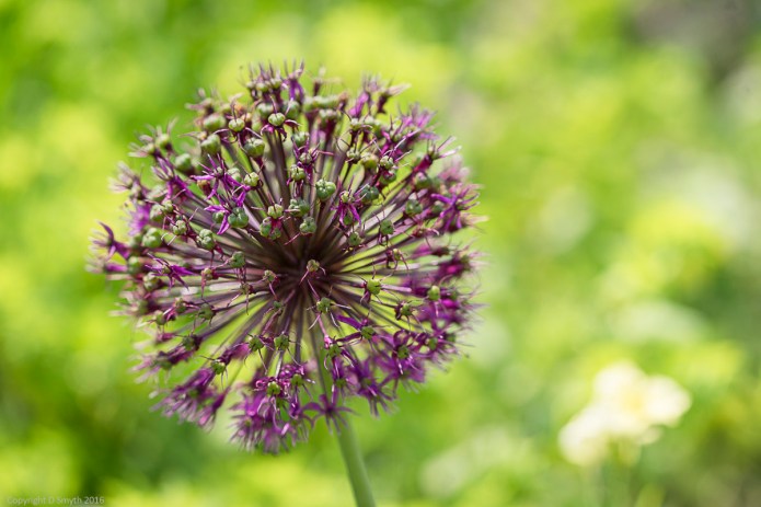 a1_20160608_20160608_Cambridge_0858175_6000 x 4000