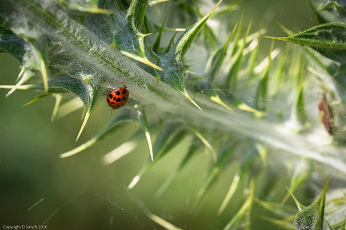a1_20160608_20160608_Cambridge_1148204_6000 x 4000
