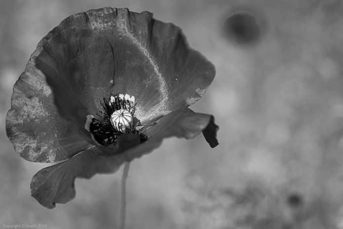 a1_20160608_20160608_Cambridge_1298219_6000 x 4000