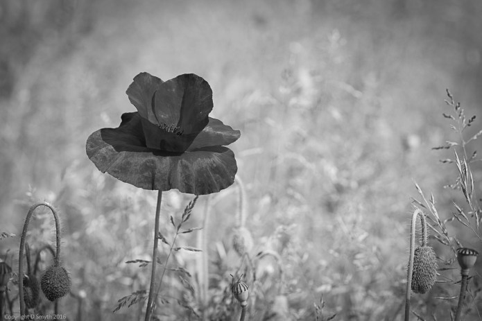 a1_20160608_20160608_Cambridge_1368226_6000 x 4000-3