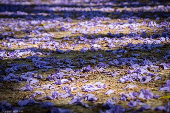 a1_20160528_20160528_Seville_15905768_6000 x 4000