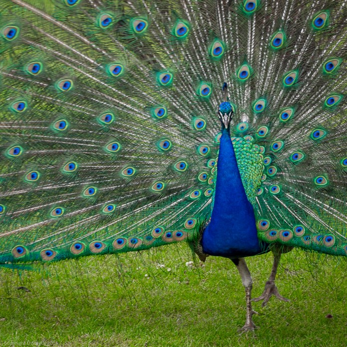 a1_20160624_20160624_London_0178251_6000 x 4000-3