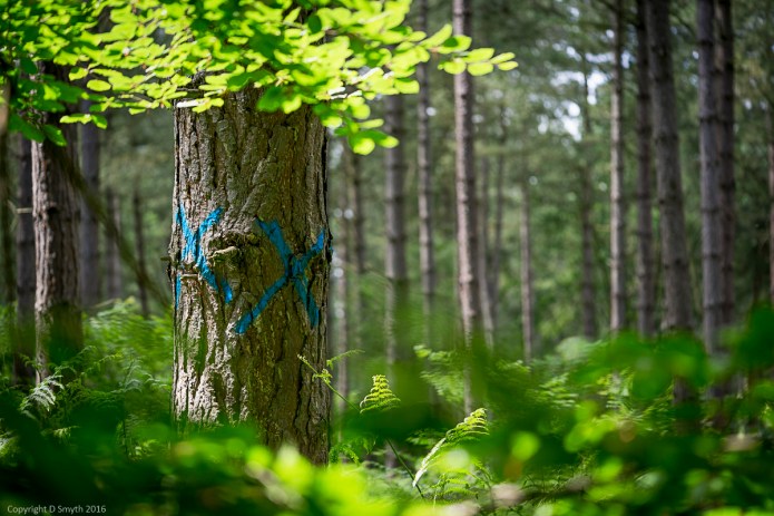 a1_20160703_StAlbans-201607038422_6000 x 4000