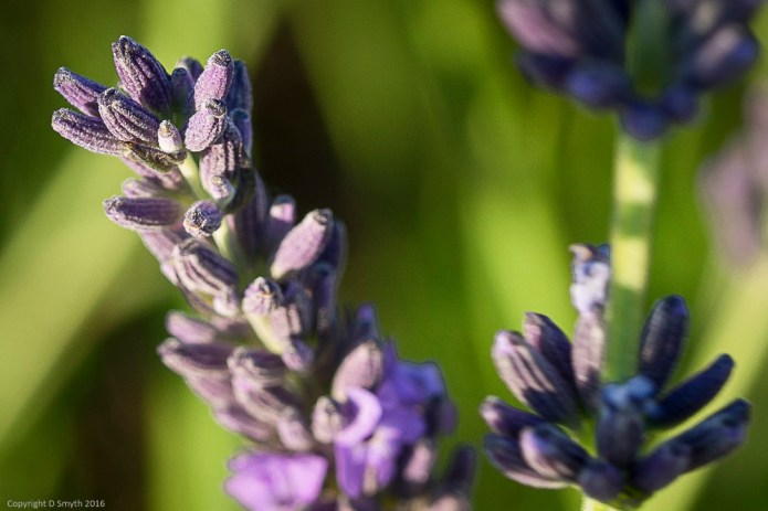 a1_20160719_Hitchin-201607198594_6000 x 4000-2