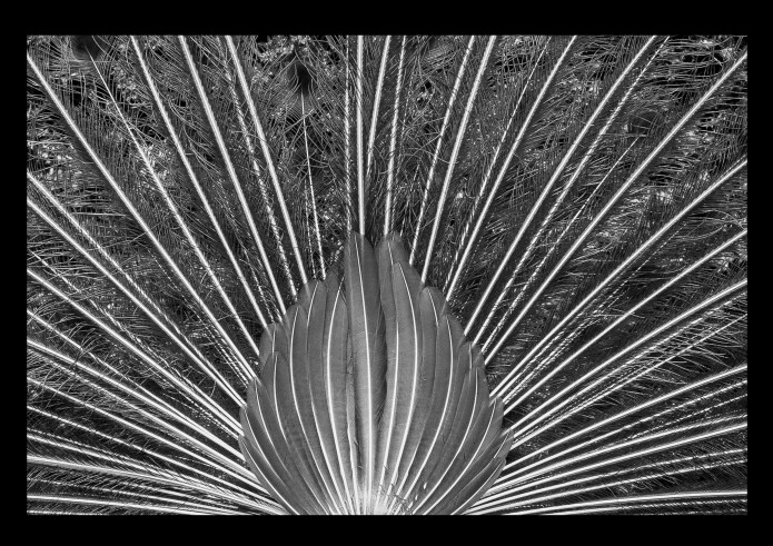 peacock bw.jpg