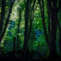 a1_20160731_Devon-2016073109117_6000 x 4000