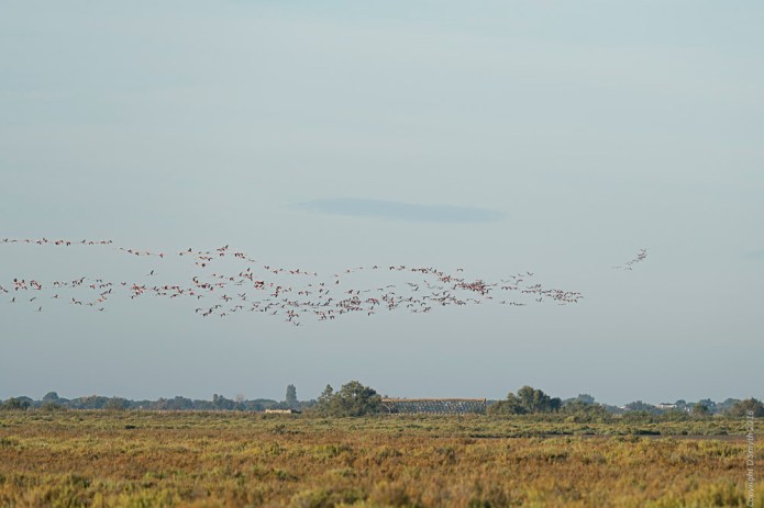 a1_20161008_Camargue-2016100803546_7952 x 5304.jpg