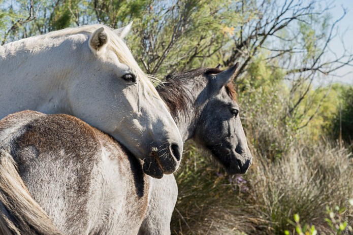 a1_20161009_camargue-2016100902434_6000-x-4000-2