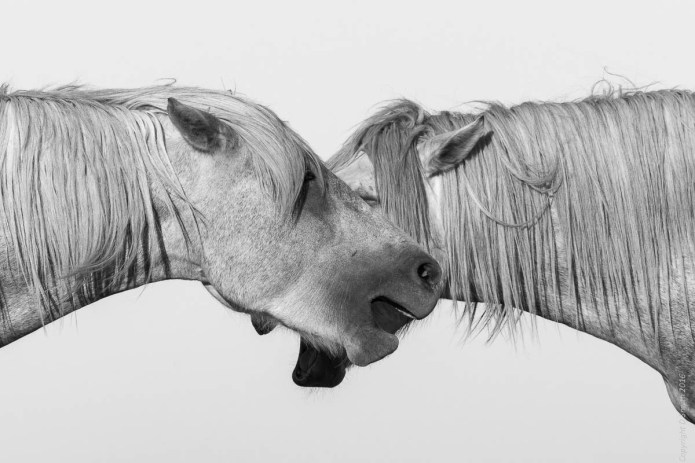 camargue-2016101004178-1-2