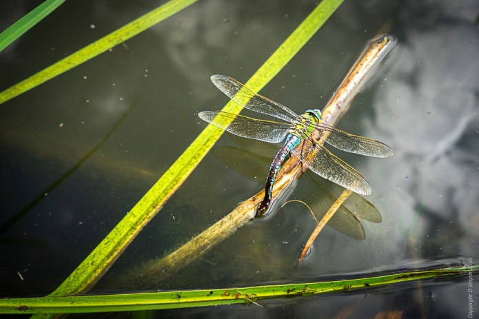 a1_20160727_stalbans-2016072708749_6000-x-4000_fe-16-35mm-f4-za-oss-2