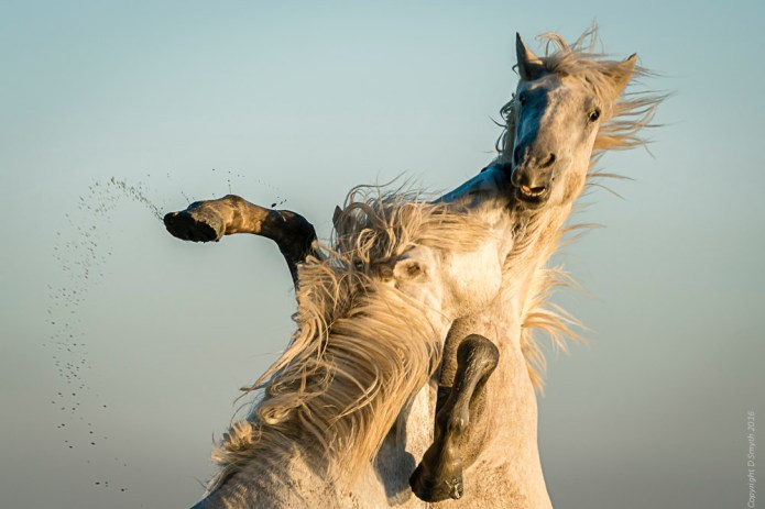 a1_20161009_camargue-2016100903718_7952-x-5304_fe-70-300mm-f4-5-5-6-g-oss-3