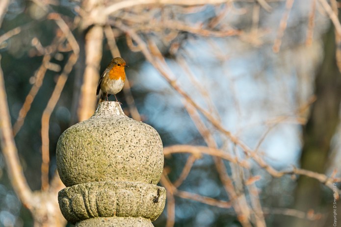 a1_20170121_londondsc0814820170121_7952-x-5304_fe-70-300mm-f4-5-5-6-g-oss