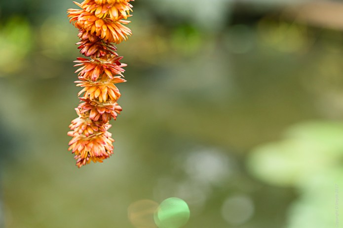 a1_20170206_londondsc0651020170206_6000-x-4000_fe-90mm-f2-8-macro-g-oss-2