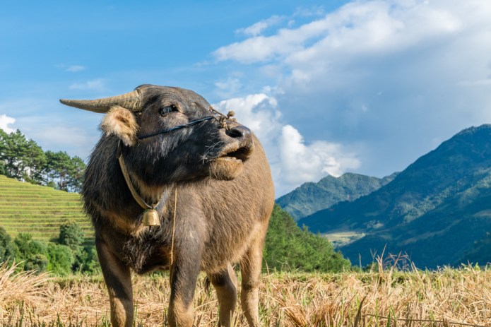 SapaDSC0854820170921-1-2