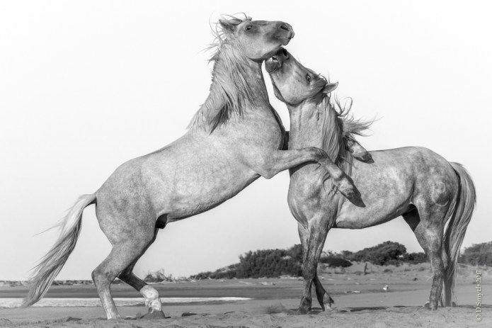 Camargue-2016101004189-1card-2