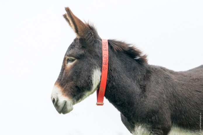 DevonDSC0995120171028-1-2