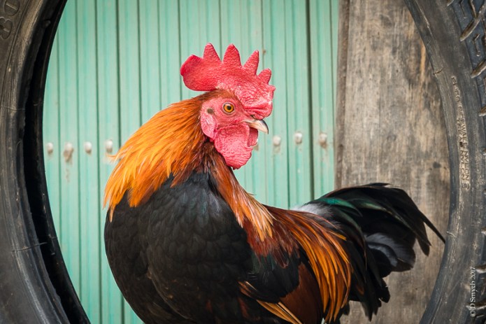 SapaDSC0868320170922-1-4