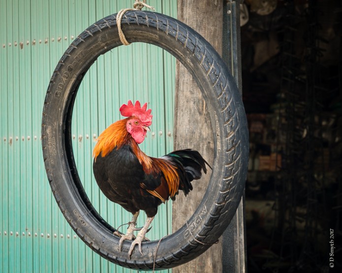 SapaDSC0868320170922-1