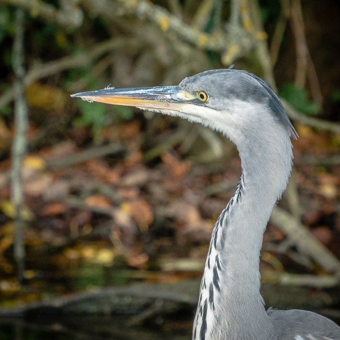 St AlbansDSC0994520171021-1-4