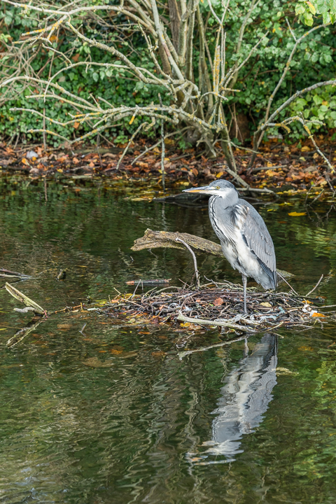 St AlbansDSC0994720171021-1