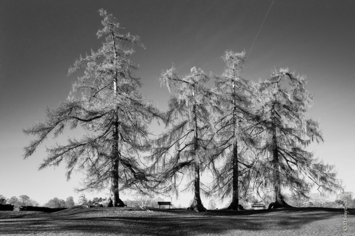 StAlbansDSC0558420170105-1