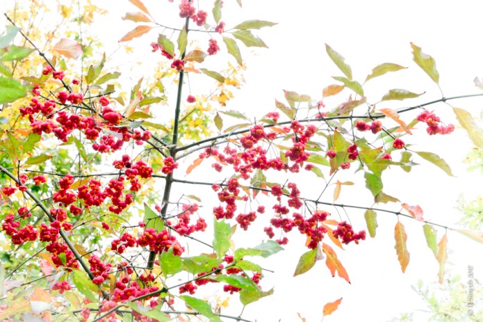 StAlbansDSC0959320171013-1card