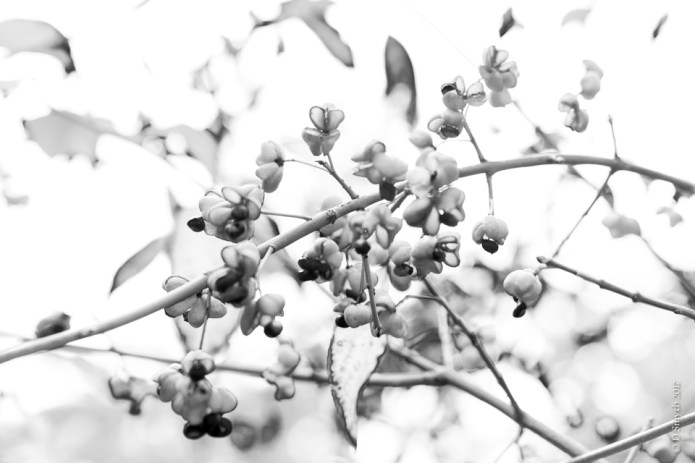 StAlbansDSC0959620171013-1card-2