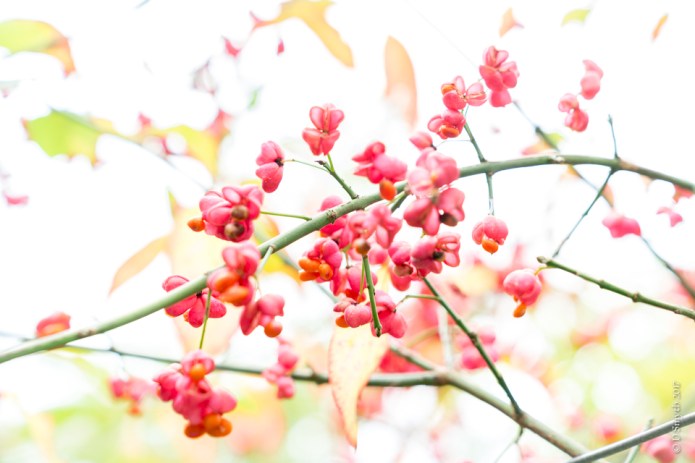 StAlbansDSC0959620171013-1card