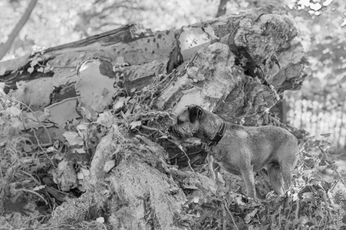 DevonDSC0627220171030-1