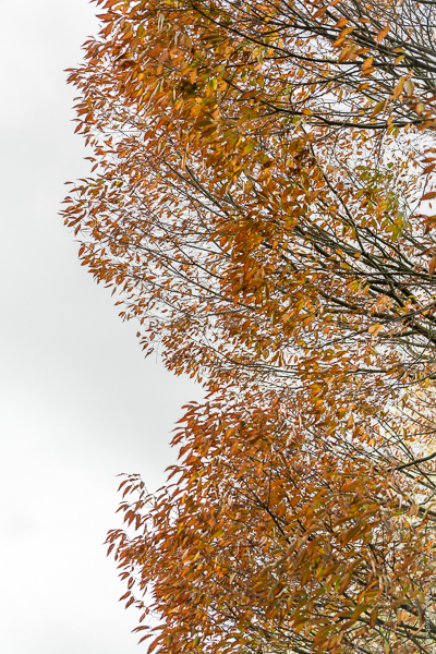 StAlbansDSC0850320171110-1