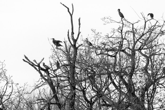 LondonDSC0831420171207-1-3