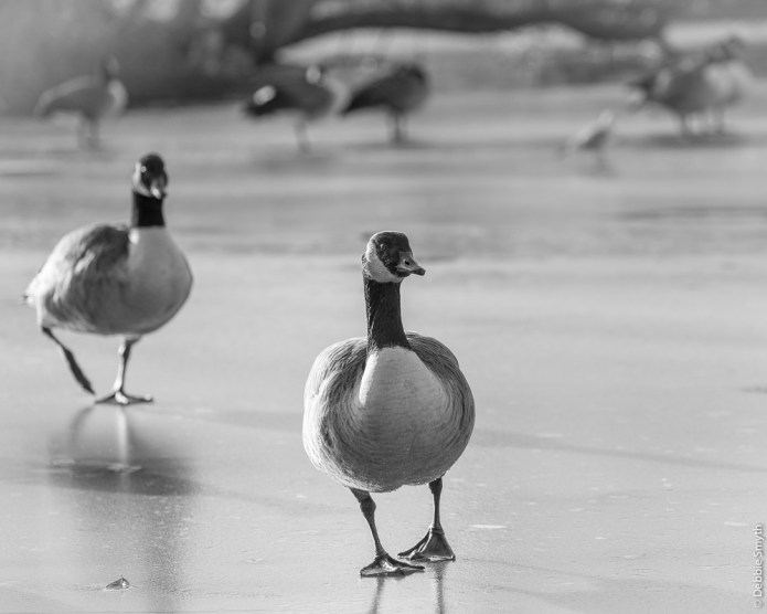 St AlbansDSC0953620171218-1