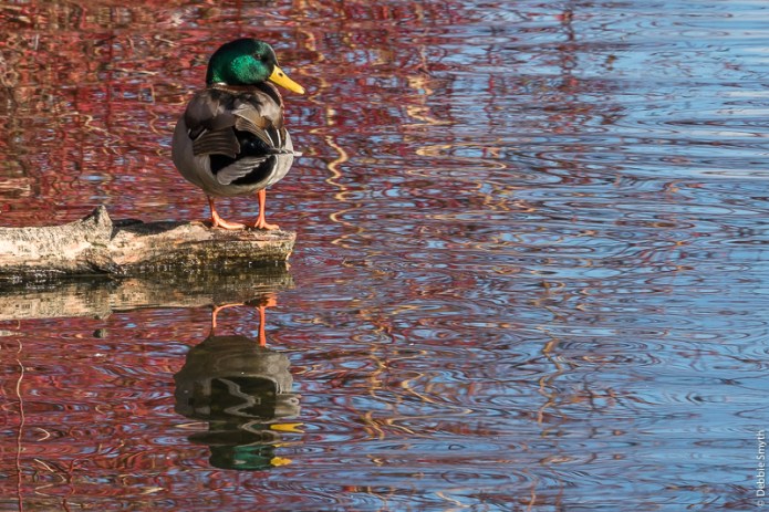 LondonA9A0294220180211-1-2