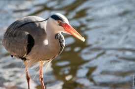 LondonA9A0315020180211-1