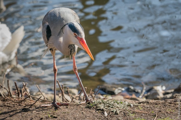 LondonA9A0315220180211-1