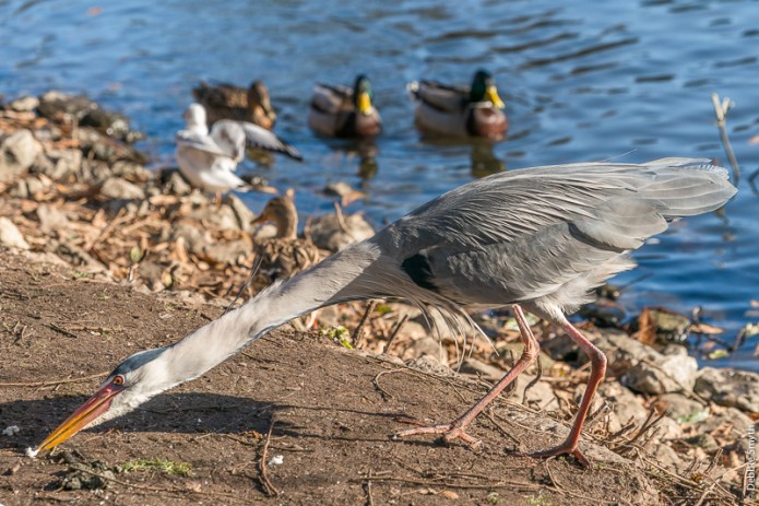 LondonA9A0318020180211-1