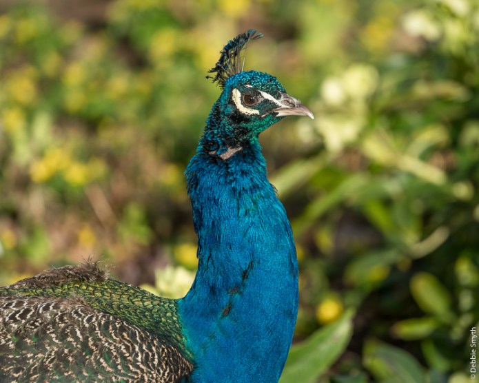 LondonA9A0335220180211-1