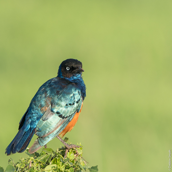 TanzaniaA730008920170125-1-3