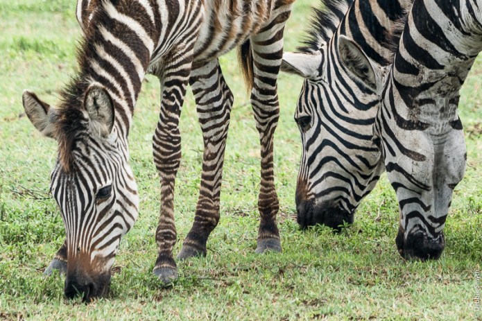 TanzaniaA730030120170126-1-2