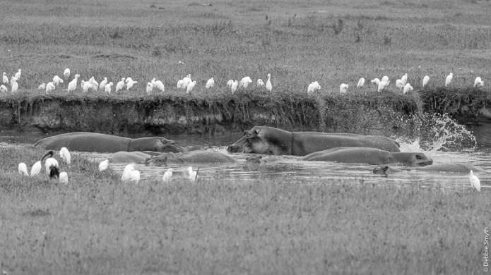 TanzaniaA730045920170126-1-2