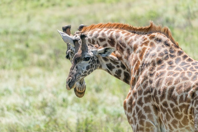 TanzaniaA9A0018420180121-1