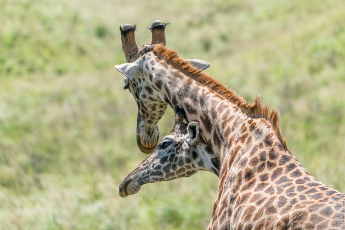 TanzaniaA9A0018620180121-1