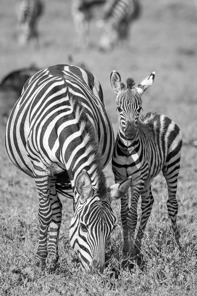 TanzaniaA9A0196220180128-1-2