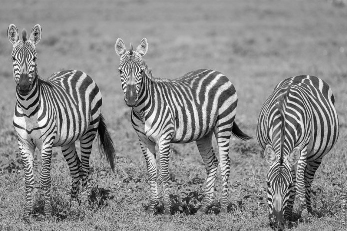 TanzaniaA9A0196920180128-1-2