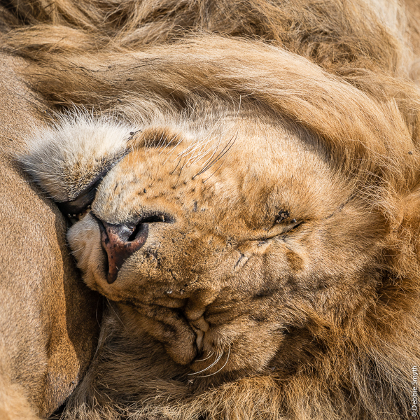 TanzaniaA9A0198120180128-1