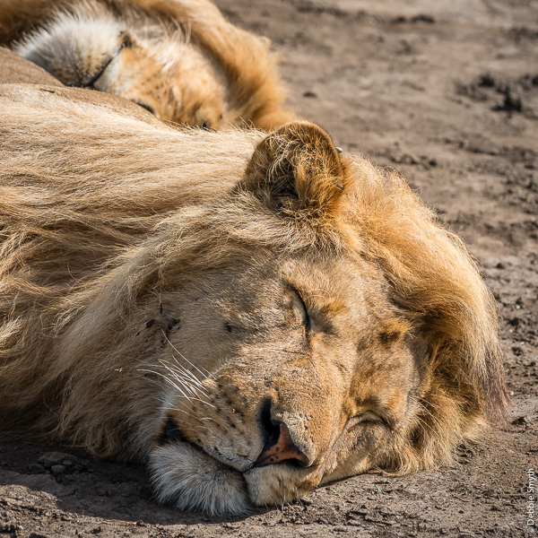 TanzaniaA9A0198720180128-1-2