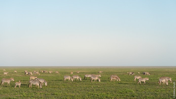 TanzaniaA9A0225820180129-1-2