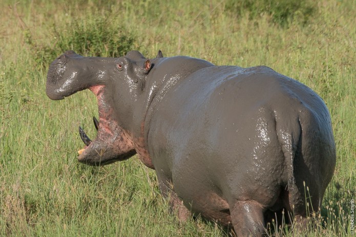 TanzaniaA9A0227920180129-1