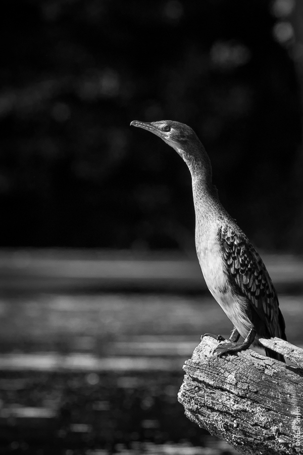 TanzaniaA9A0963320180120-1-5